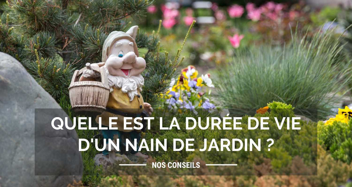 Quelle est la durée de vie d'un nain de jardin ?